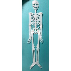 ESQUELETO ARTICULADO P/DECO
