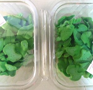 FLORES DE AZUCAR HOJAS